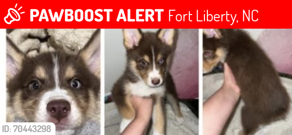 Lost Female Dog last seen Into the woods behind Nijmegen community center, Fort Liberty, NC 28307