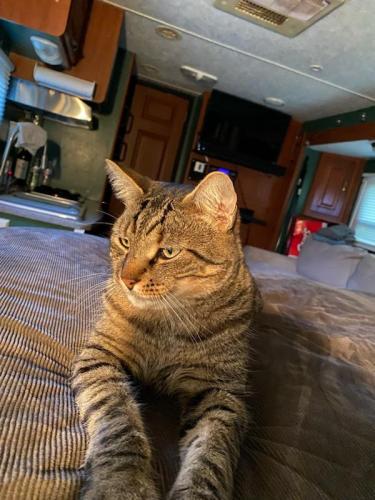 Lost Male Cat last seen Love springs rd just over Cherokee County line, Cowpens, SC 29330