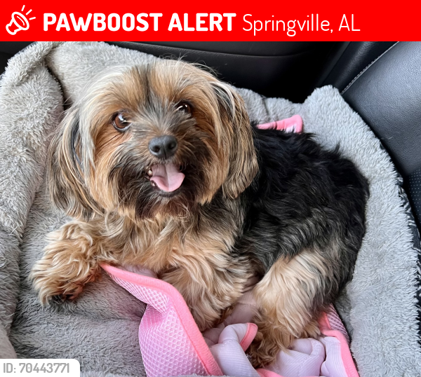 Lost Female Dog last seen Village Springs Rd , Springville, AL 35146
