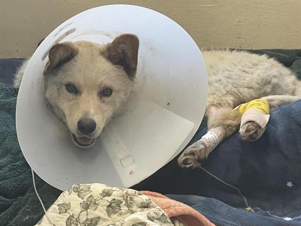 Shelter Stray Male Dog last seen CITY OF ROSEMEAD, Pasadena, CA 91105