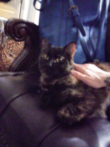 Lost Female Cat last seen Jim wright freeway and azle ave, Lake Worth, TX 76114