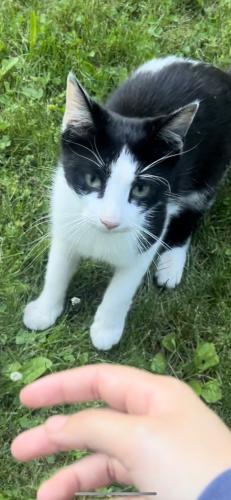 Lost Female Cat last seen Lost near jones ave and baldwin street, New Brunswick, NJ 08901