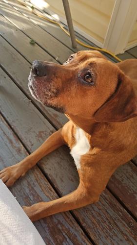 Lost Female Dog last seen Guilford College Road/Piedmont Parkway, High Point, NC 27282