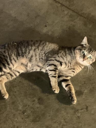 Found/Stray Male Cat last seen 14th and Arizona, Santa Monica, CA 90403