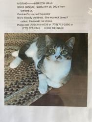 Lost Female Cat last seen Near Seneca Dr.  Reno, NV. 89506, Reno, NV 89506