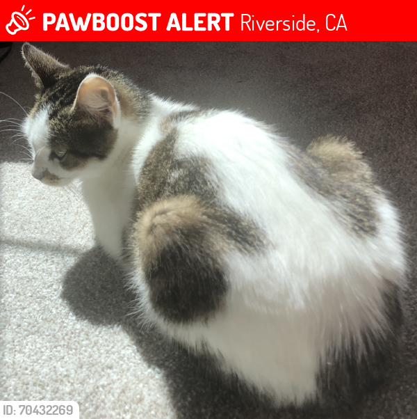 Lost Male Cat last seen Mt Vernon , Riverside, CA 92507