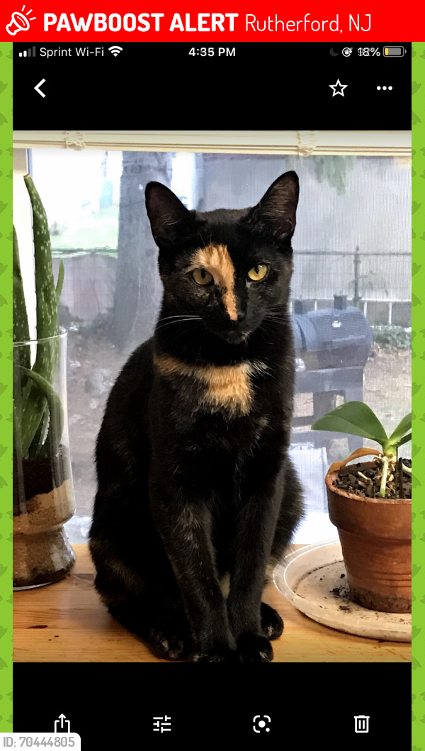 Lost Female Cat last seen Rutherford NJ, Rutherford, NJ 07070