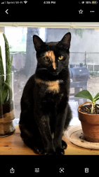 Lost Female Cat last seen Rutherford NJ, Rutherford, NJ 07070