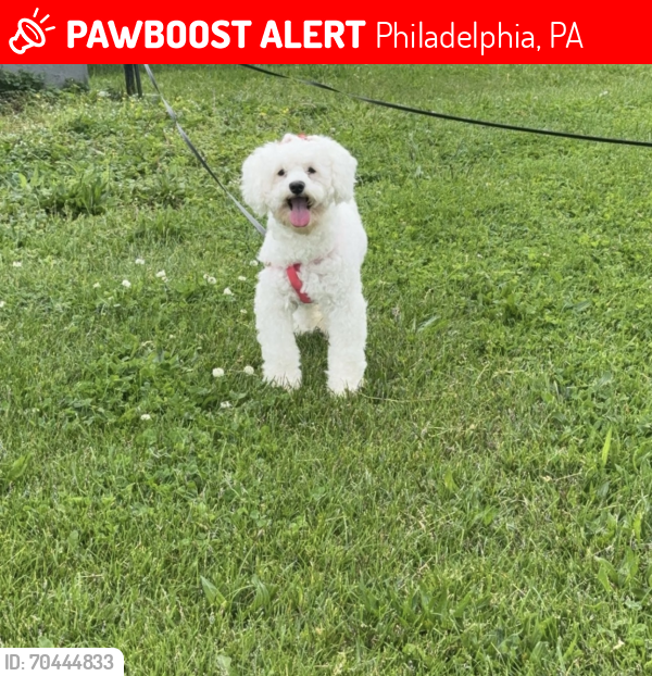 Lost Female Dog last seen Roosevelt 19152 , Philadelphia, PA 19152