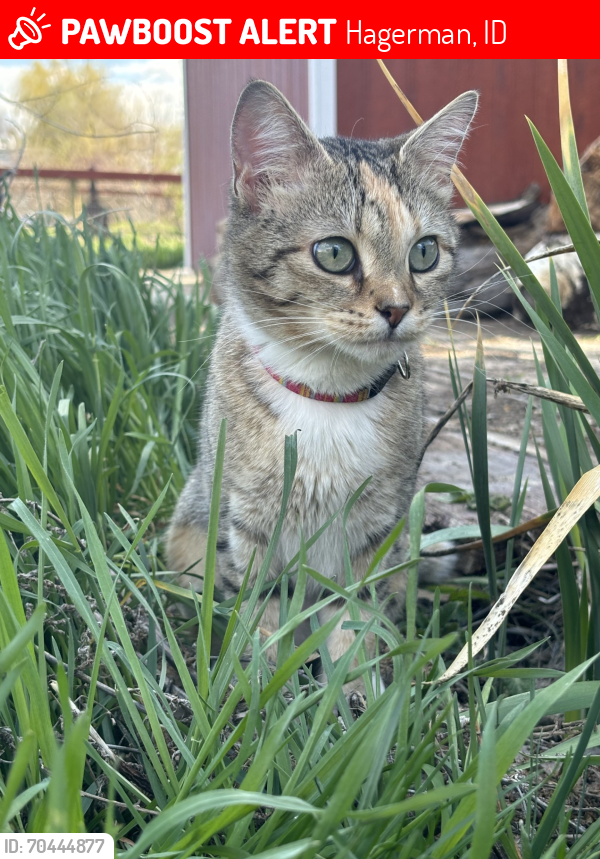 Lost Female Cat last seen Hagerman Ave E, Hagerman, ID 83332