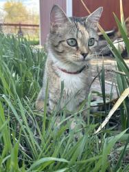 Lost Female Cat last seen Hagerman Ave E, Hagerman, ID 83332