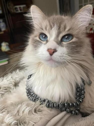 Lost Male Cat last seen Kendall  rd Knoxville tn, Knoxville, TN 37919