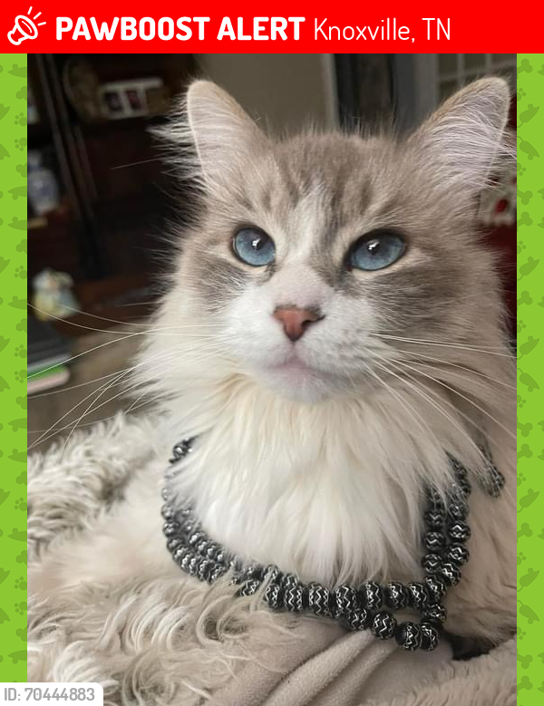 Lost Male Cat last seen Kendall  rd Knoxville tn, Knoxville, TN 37919