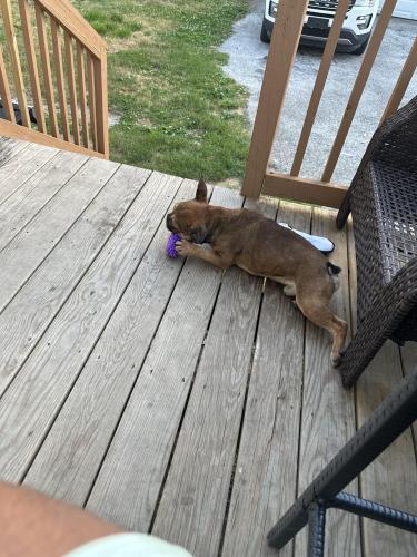 Lost Male Dog last seen Chester pike, Glenolden, PA 19036