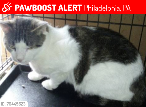 Lost Male Cat last seen Frankford and Linden Ave , Philadelphia, PA 19114