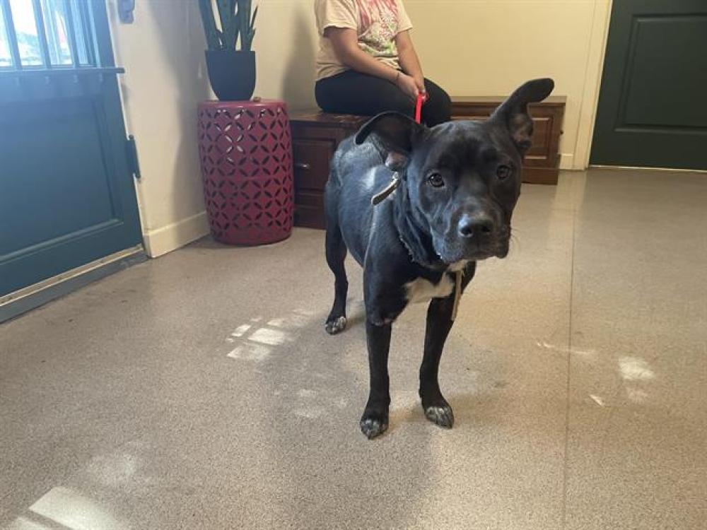 Shelter Stray Female Dog last seen COLORADO BLVD & N MICHILINDA AVE, Pasadena, CA 91105