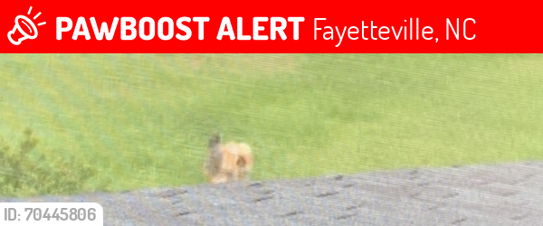 Lost Male Dog last seen Near Caithness drive , Fayetteville, NC 28306