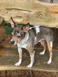 Lost Male Dog last seen Ashford Park, Brookhaven, GA 30319