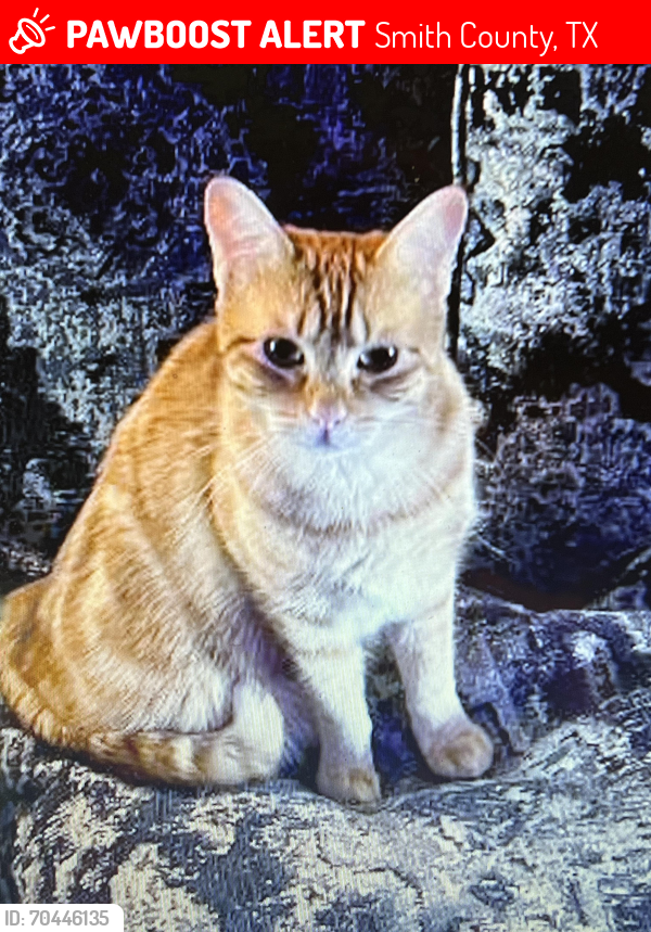 Lost Female Cat last seen Hwy 155 & Mary Martin  flint, tx 75762 Hide-A-way Bay behind Milanos, Pizza & Vape shop, Smith County, TX 75762