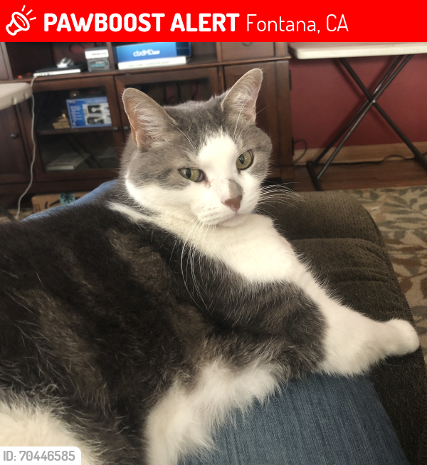 Lost Female Cat last seen Darlene, Fontana, CA 92336