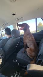 Lost Female Dog last seen Bromont Ave and filmore, Los Angeles, CA 91331