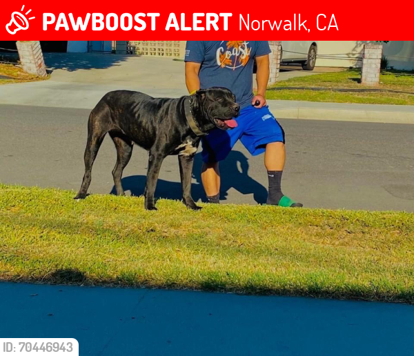 Lost Female Dog last seen Adoree and dalwood, Norwalk, CA 90650