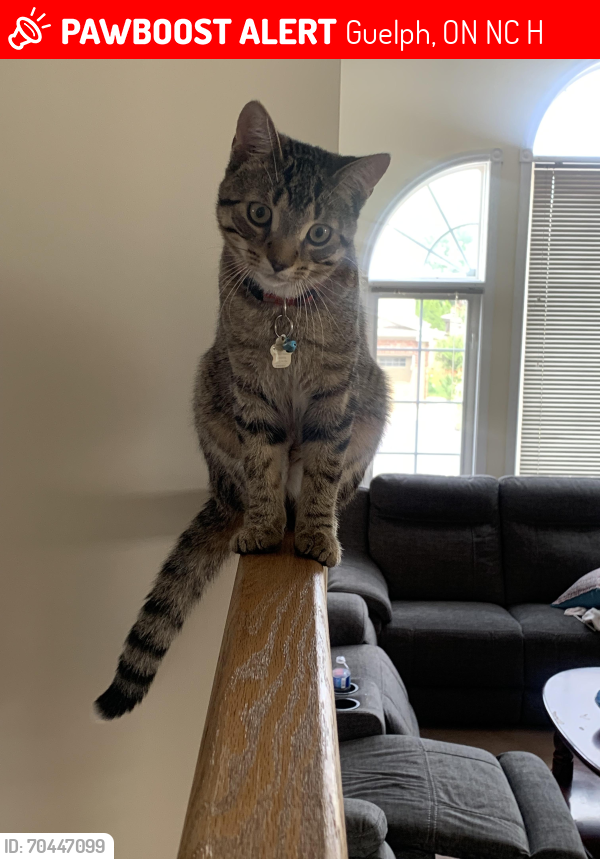 Lost Female Cat last seen Downey , Guelph, ON N1C 1H1