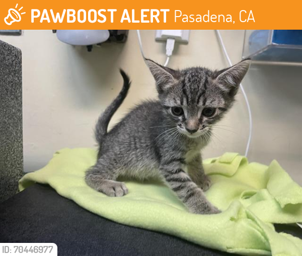 Shelter Stray Female Cat last seen Near BLOCK N SUMMIT AVE, Pasadena, CA 91105