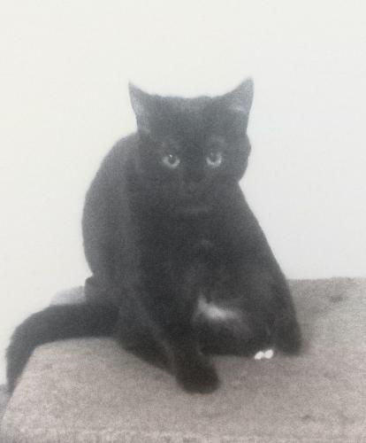 Lost Female Cat last seen Cherry Street and Hillcrest Drive, Cherry Valley, CA 92223