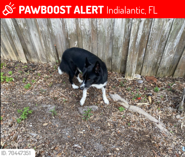 Lost Unknown Dog last seen S Ramona and 12th Ave, Indialantic, FL 32903