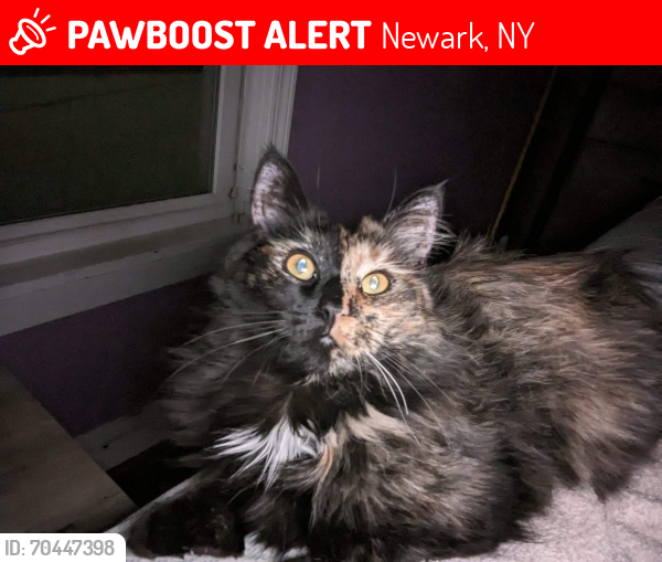 Lost Female Cat last seen Patterson Road & Blue Cut Road Newark NY, Newark, NY 14513