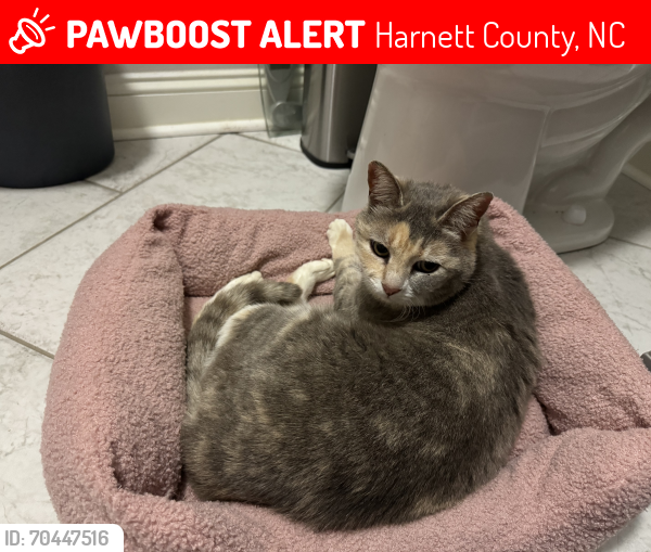 Lost Female Cat last seen Addcock rd , Harnett County, NC 27546