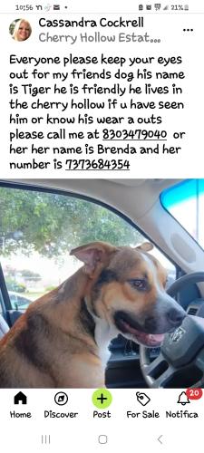 Lost Male Dog last seen Cherry hollow, Travis County, TX 78641