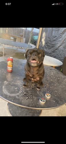 Lost Male Dog last seen 98th st los angeles ca 90002, Los Angeles, CA 90002