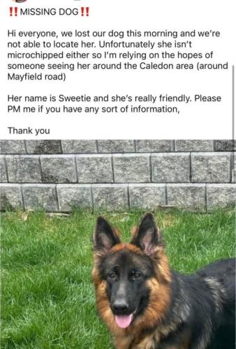 Lost Female Dog last seen Near king street , caledon, ontario, Kleinburg Station, ON L7C 0V1