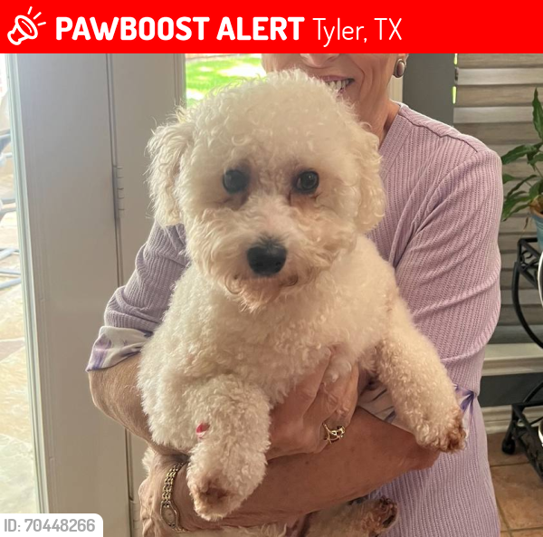 Lost Female Dog last seen Woods Blvd and Long Leaf Drive, Tyler, TX 75707