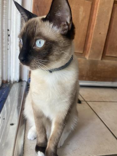Lost Female Cat last seen Meridian Ave and Rollin St, South Pasadena, CA 91030