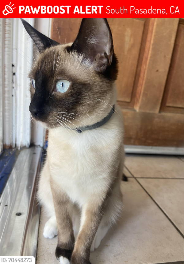 Lost Female Cat last seen Meridian Ave and Rollin St, South Pasadena, CA 91030