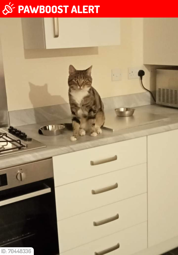 Lost Male Cat last seen Merlin road, hall green, West Midlands, England B28 8NL