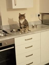 Lost Male Cat last seen Merlin road, hall green , West Midlands, England B28 8NL