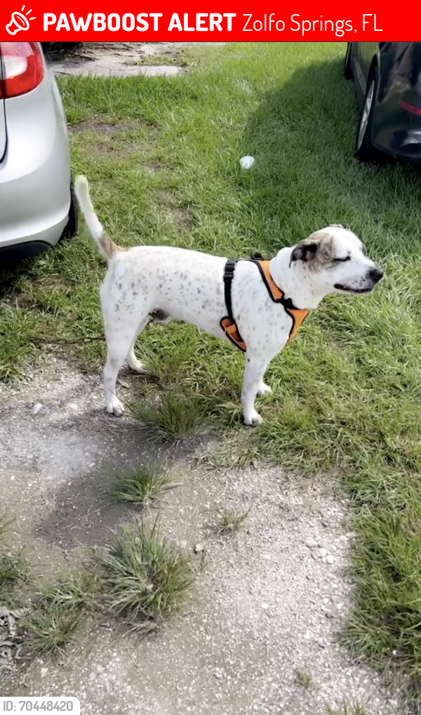 Lost Male Dog last seen Sweetwater preserve , Zolfo Springs, FL 33890