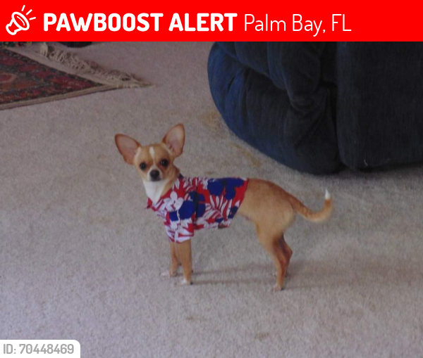 Lost Male Dog last seen Emerson Dr , Palm Bay, FL 32907