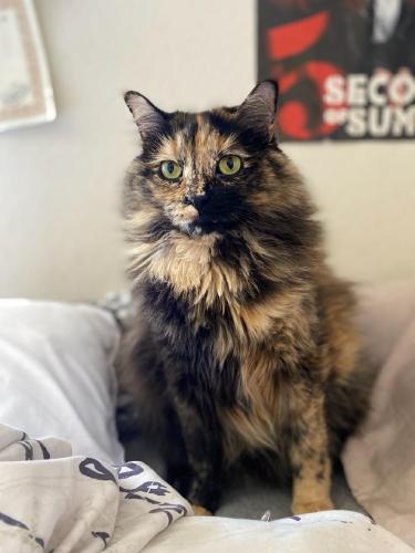 Lost Female Cat last seen Starlight and Oak Valley Parkway , Beaumont, CA 92223