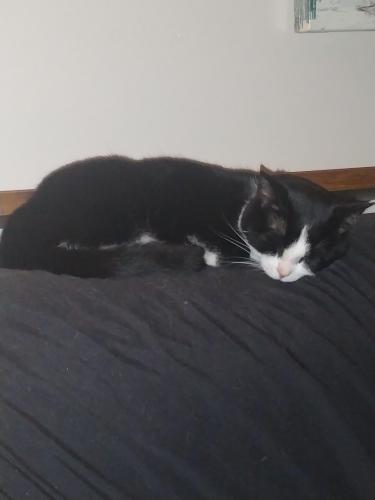 Lost Female Cat last seen Texas ave, Knoxville, TN 37921
