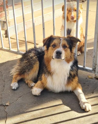 Lost Male Dog last seen Marshall blvd & H street, San Bernardino, CA 92405