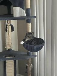 Lost Male Cat last seen Willow Brook Bend, Farmington, NY 14548