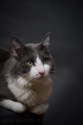 Lost Male Cat last seen Hyatt Place Airport, 52 N Tommy Thompson Rd, Salt Lake City, UT 84116-2819, Salt Lake City, UT 84116