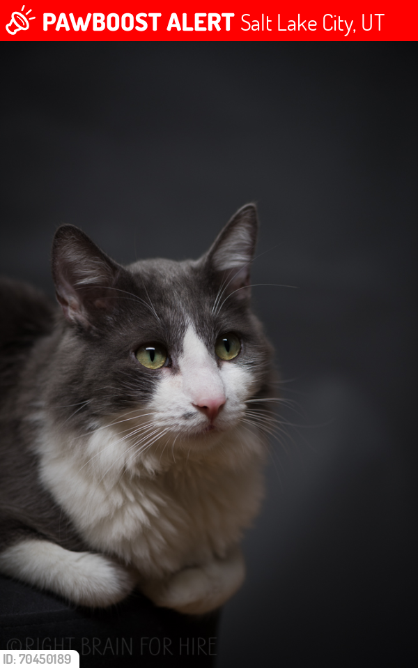 Lost Male Cat last seen Hyatt Place Airport, 52 N Tommy Thompson Rd, Salt Lake City, UT 84116-2819, Salt Lake City, UT 84116