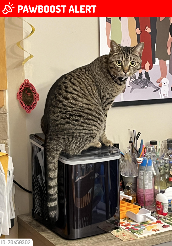 Lost Male Cat last seen Grand Park Dr and Fairview, Mississauga, ON L5B 4C9