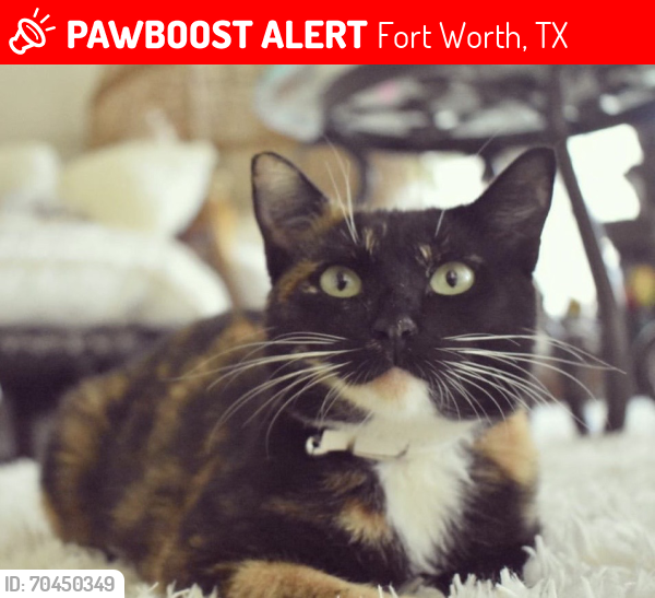 Lost Female Cat last seen Garden Gates apmts, Fort Worth, TX 76137